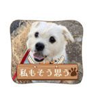 ぶんたのおもしろ会話スタンプ（個別スタンプ：8）