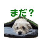 ぶんたのおもしろ会話スタンプ（個別スタンプ：12）