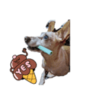 ミニピン龍くん（個別スタンプ：3）