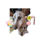 ミニピン龍くん（個別スタンプ：4）
