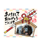 犬の日を盛り上げる♡可愛いワンコ大集合♡（個別スタンプ：9）