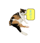 にゃんこの日常（琴乃華）Ver.（個別スタンプ：1）