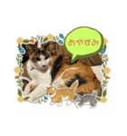 にゃんこの日常（琴乃華）Ver.（個別スタンプ：3）