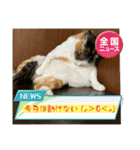 にゃんこの日常（琴乃華）Ver.（個別スタンプ：4）