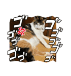 にゃんこの日常（琴乃華）Ver.（個別スタンプ：5）
