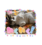 にゃんこの日常（琴乃華）Ver.（個別スタンプ：7）