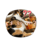 にゃんこの日常（琴乃華）Ver.（個別スタンプ：8）