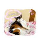 にゃんこの日常（琴乃華）Ver.（個別スタンプ：10）