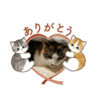 にゃんこの日常（琴乃華）Ver.（個別スタンプ：12）