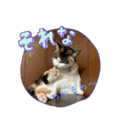 にゃんこの日常（琴乃華）Ver.（個別スタンプ：14）
