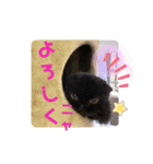 日常で使える黒猫うなたん★のスタンプ♪（個別スタンプ：7）