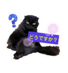 日常で使える黒猫うなたん★のスタンプ♪（個別スタンプ：8）