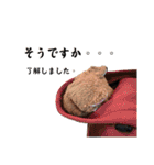 ブッたなガウの超汎用スタンプ 2（個別スタンプ：3）