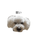 かわいい犬 2（個別スタンプ：1）