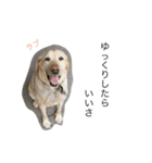 かわいい犬 2（個別スタンプ：4）