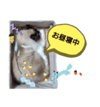 S家の猫様（個別スタンプ：14）