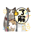 S家の猫様（個別スタンプ：40）