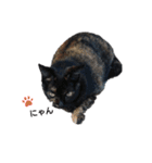 サビ猫のクロたん（個別スタンプ：5）