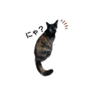 サビ猫のクロたん（個別スタンプ：6）