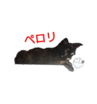 サビ猫のクロたん（個別スタンプ：9）