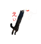 サビ猫のクロたん（個別スタンプ：10）