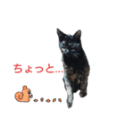 サビ猫のクロたん（個別スタンプ：12）