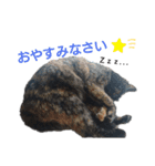 サビ猫のクロたん（個別スタンプ：13）