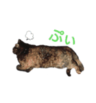 サビ猫のクロたん（個別スタンプ：16）