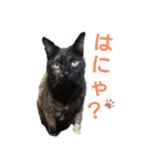 サビ猫のクロたん（個別スタンプ：19）