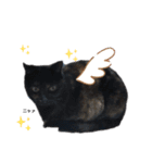 サビ猫のクロたん（個別スタンプ：20）