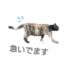サビ猫のクロたん（個別スタンプ：21）