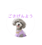 シルバーのトイプードル2（個別スタンプ：1）