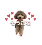シルバーのトイプードル2（個別スタンプ：6）