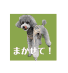 シルバーのトイプードル2（個別スタンプ：7）
