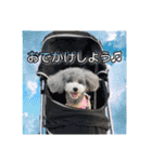 シルバーのトイプードル2（個別スタンプ：14）