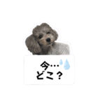 シルバーのトイプードル2（個別スタンプ：15）