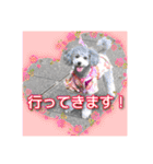 シルバーのトイプードル2（個別スタンプ：16）