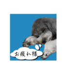 シルバーのトイプードル2（個別スタンプ：23）