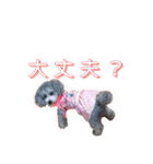 シルバーのトイプードル2（個別スタンプ：25）
