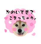 柴犬サクラ其のに（個別スタンプ：1）