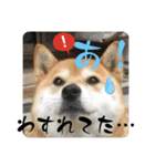 柴犬サクラ其のに（個別スタンプ：11）