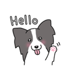 犬種別パピヨン黒白(英語Ver)（個別スタンプ：1）