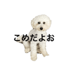こめやでぇ（個別スタンプ：1）