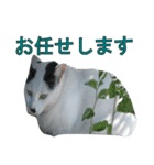 野良猫白猫（個別スタンプ：8）