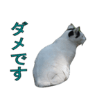 野良猫白猫（個別スタンプ：12）