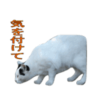 野良猫白猫（個別スタンプ：16）