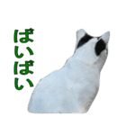野良猫白猫（個別スタンプ：17）