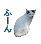 野良猫白猫（個別スタンプ：19）