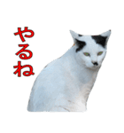 野良猫白猫（個別スタンプ：20）