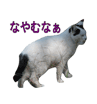 野良猫白猫（個別スタンプ：23）